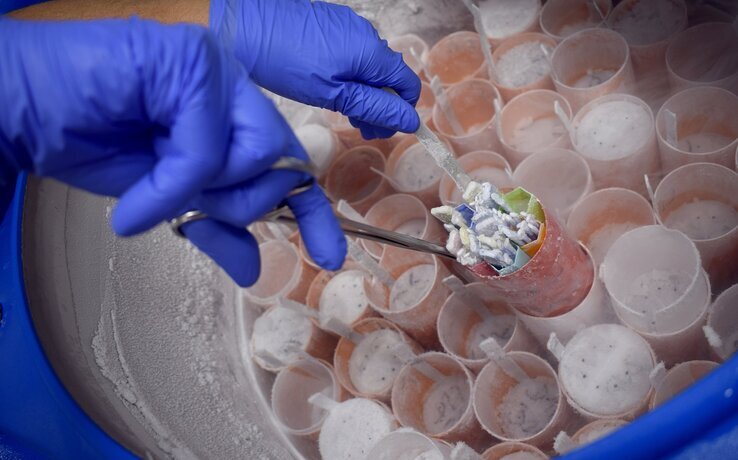 Disposition des paillettes de spermatozoïdes dans la cuve