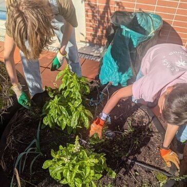 Potager sur le toit de l'Hôpital des enfants
